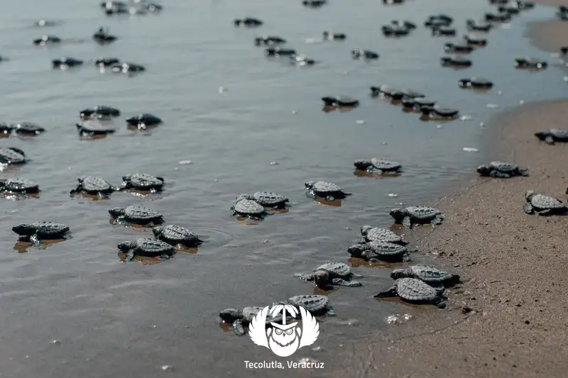 Sea Turtle Release
