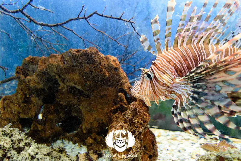 Acuario Tecolutla